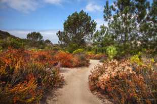 Eastern San Elijo Lagoon trail-0002.jpg